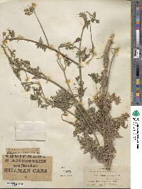 Torilis japonica image