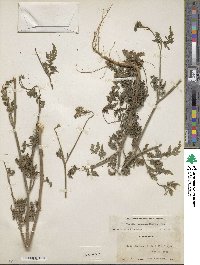 Torilis japonica image