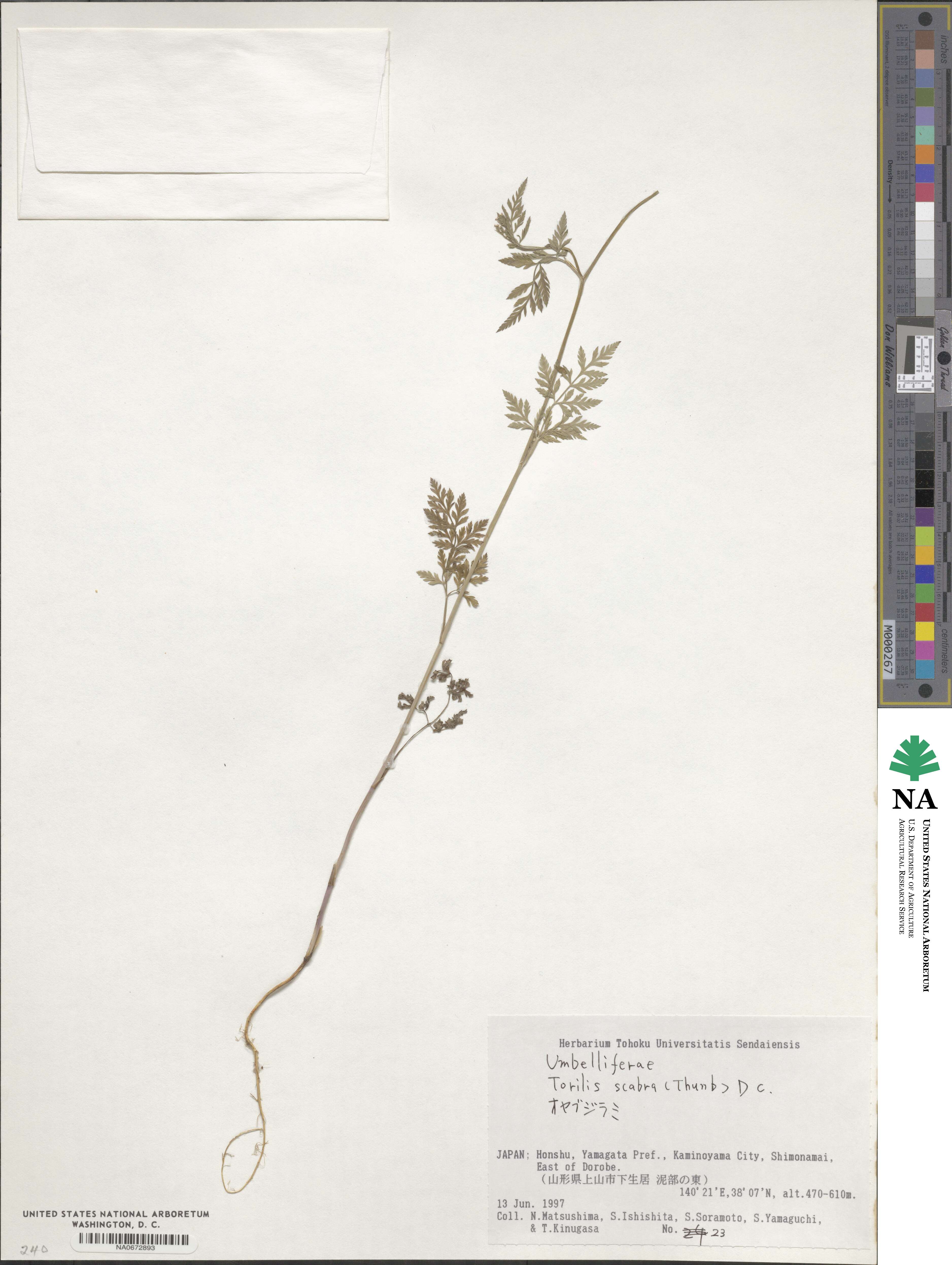 Torilis scabra image