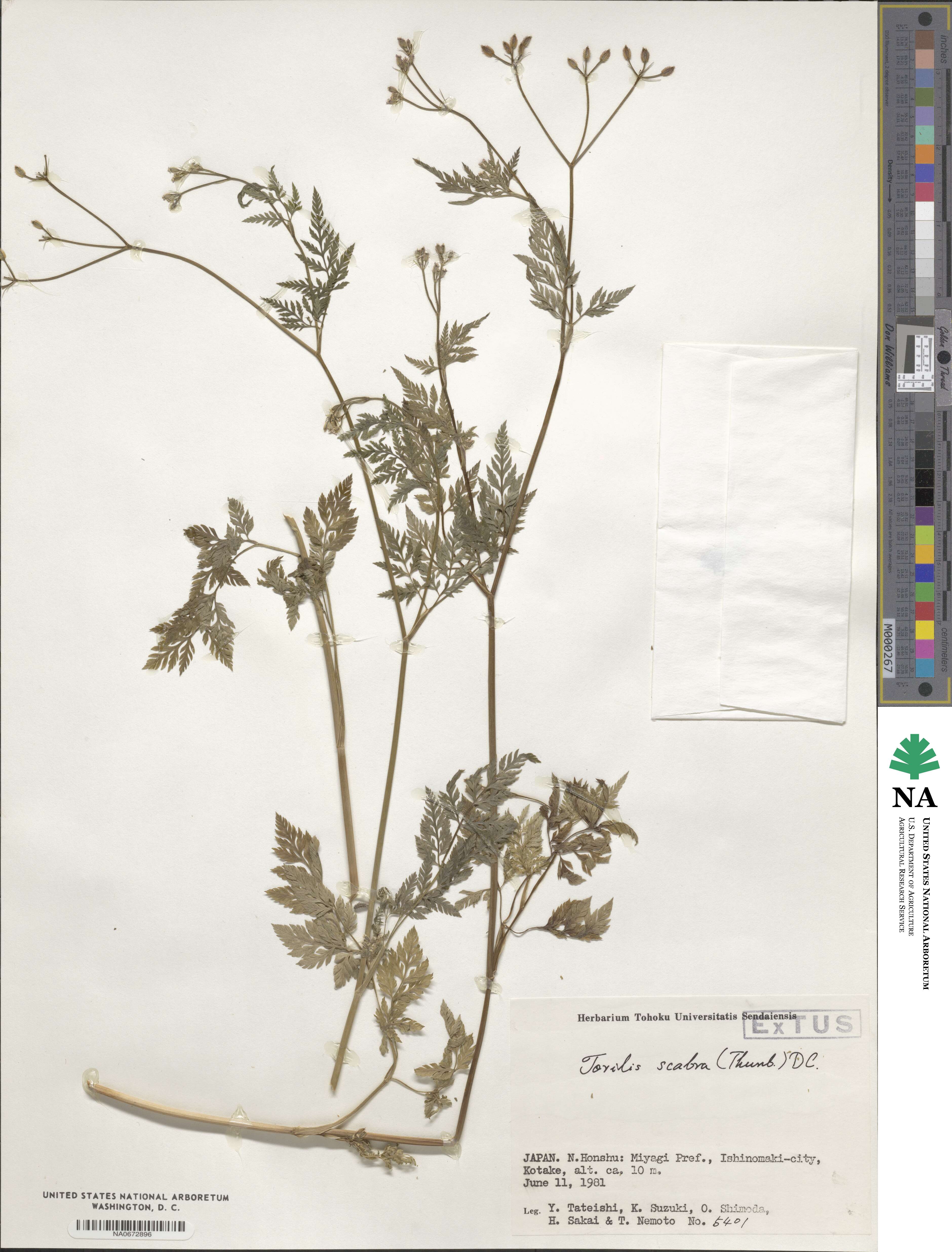 Torilis scabra image