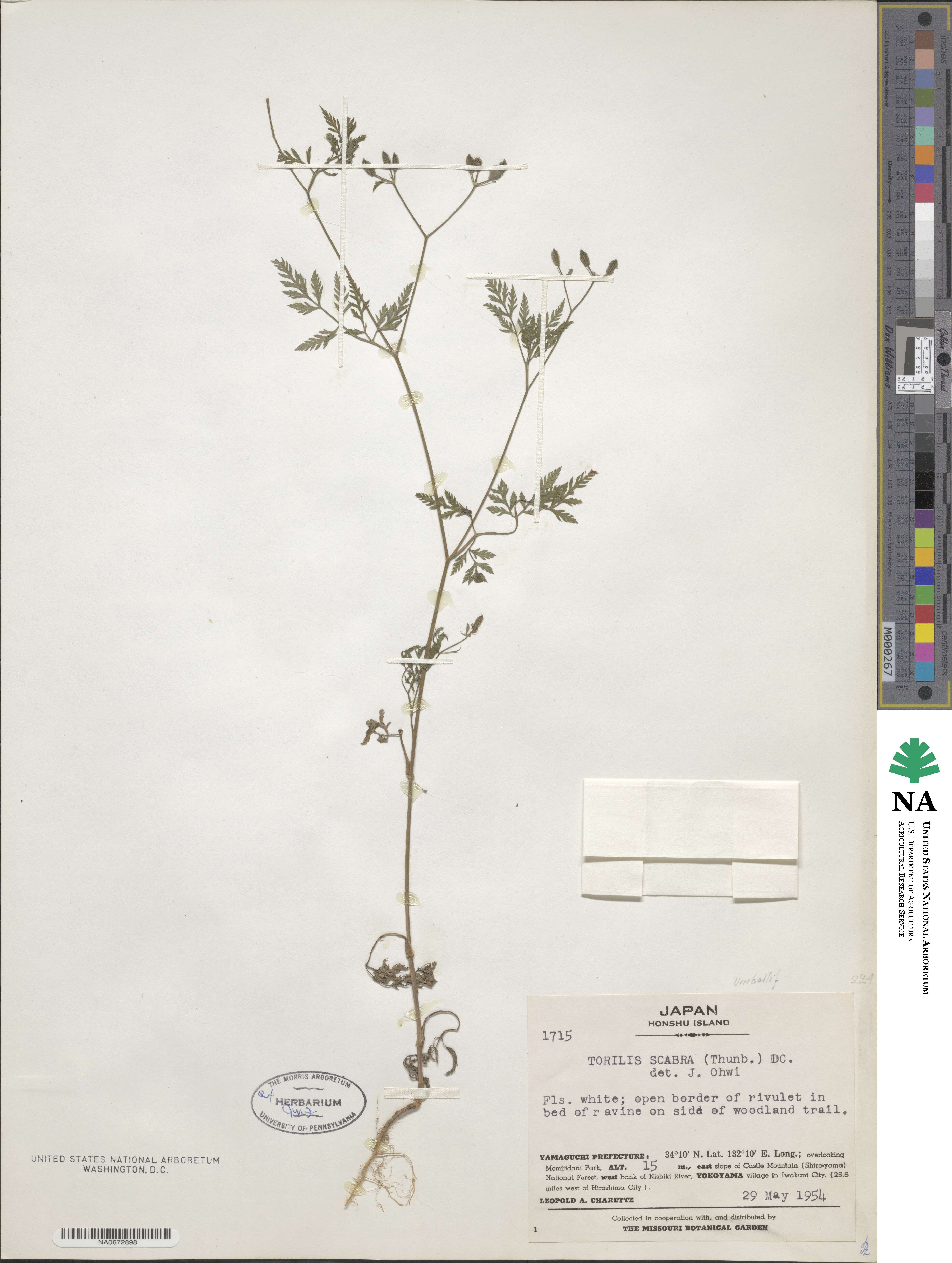 Torilis scabra image
