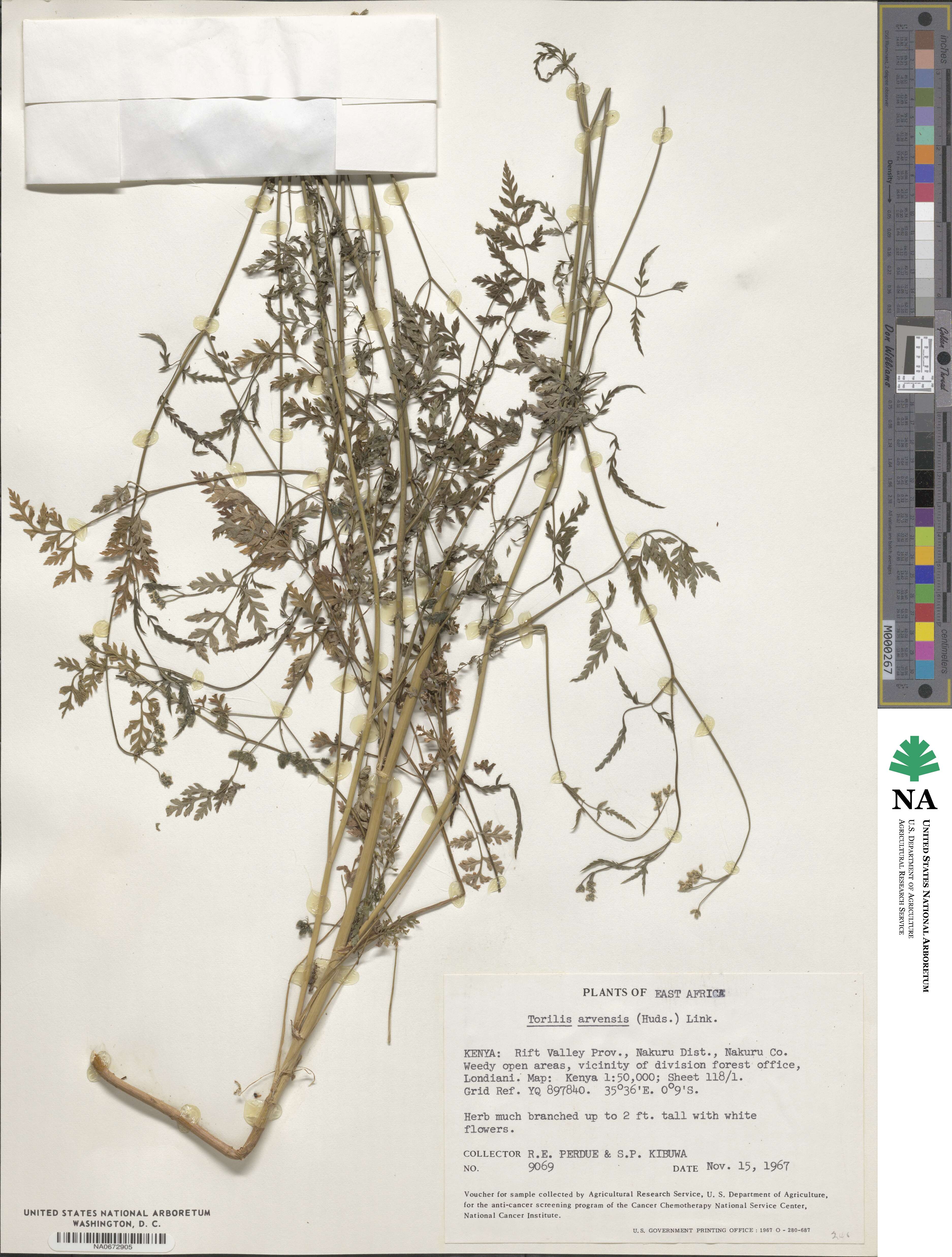 Torilis arvensis image