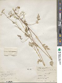 Torilis japonica image