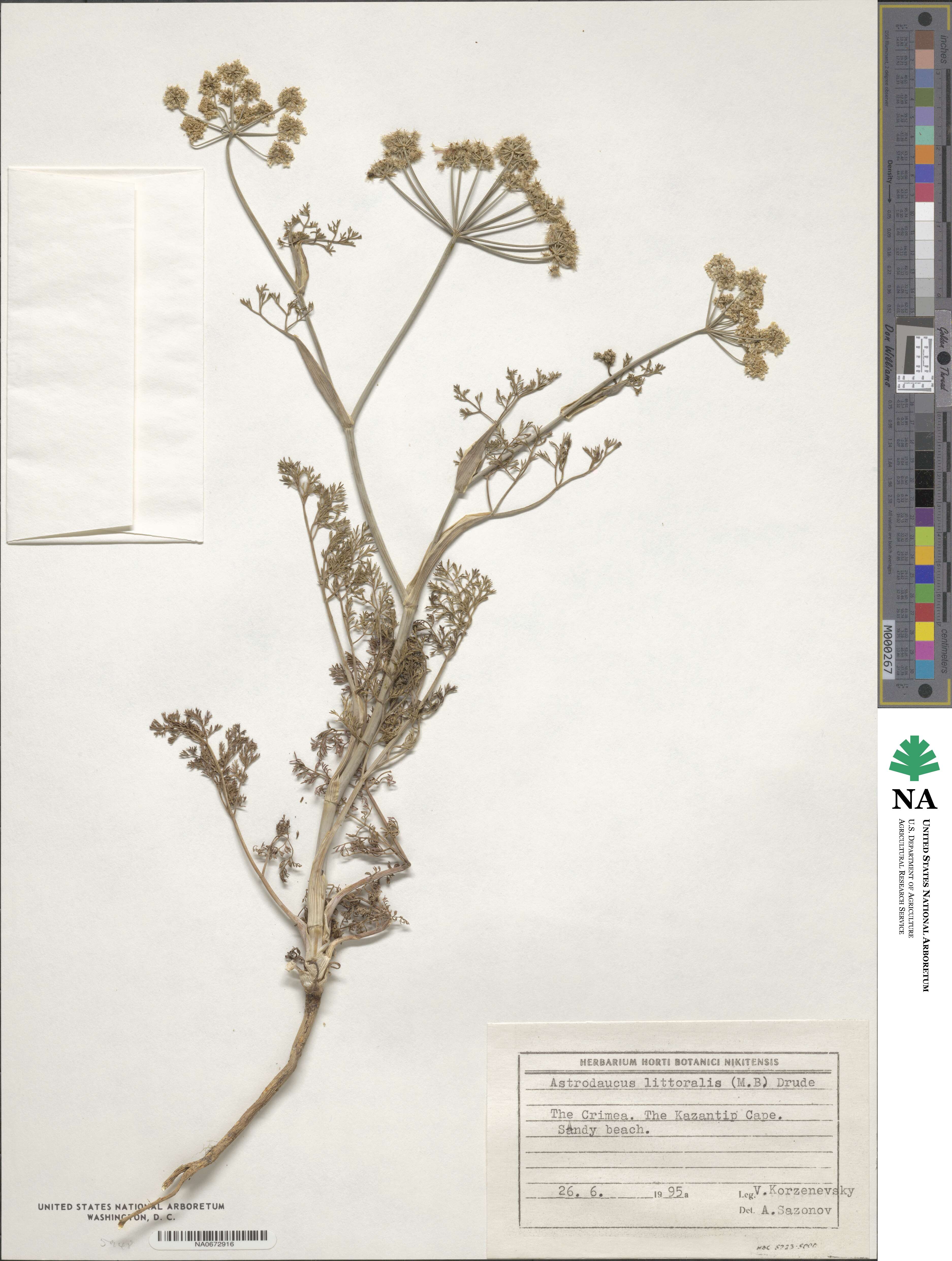 Astrodaucus littoralis image