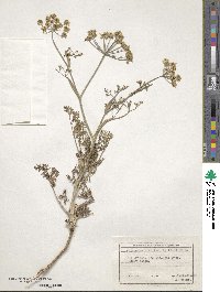 Astrodaucus littoralis image