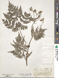 Myrrhis odorata image