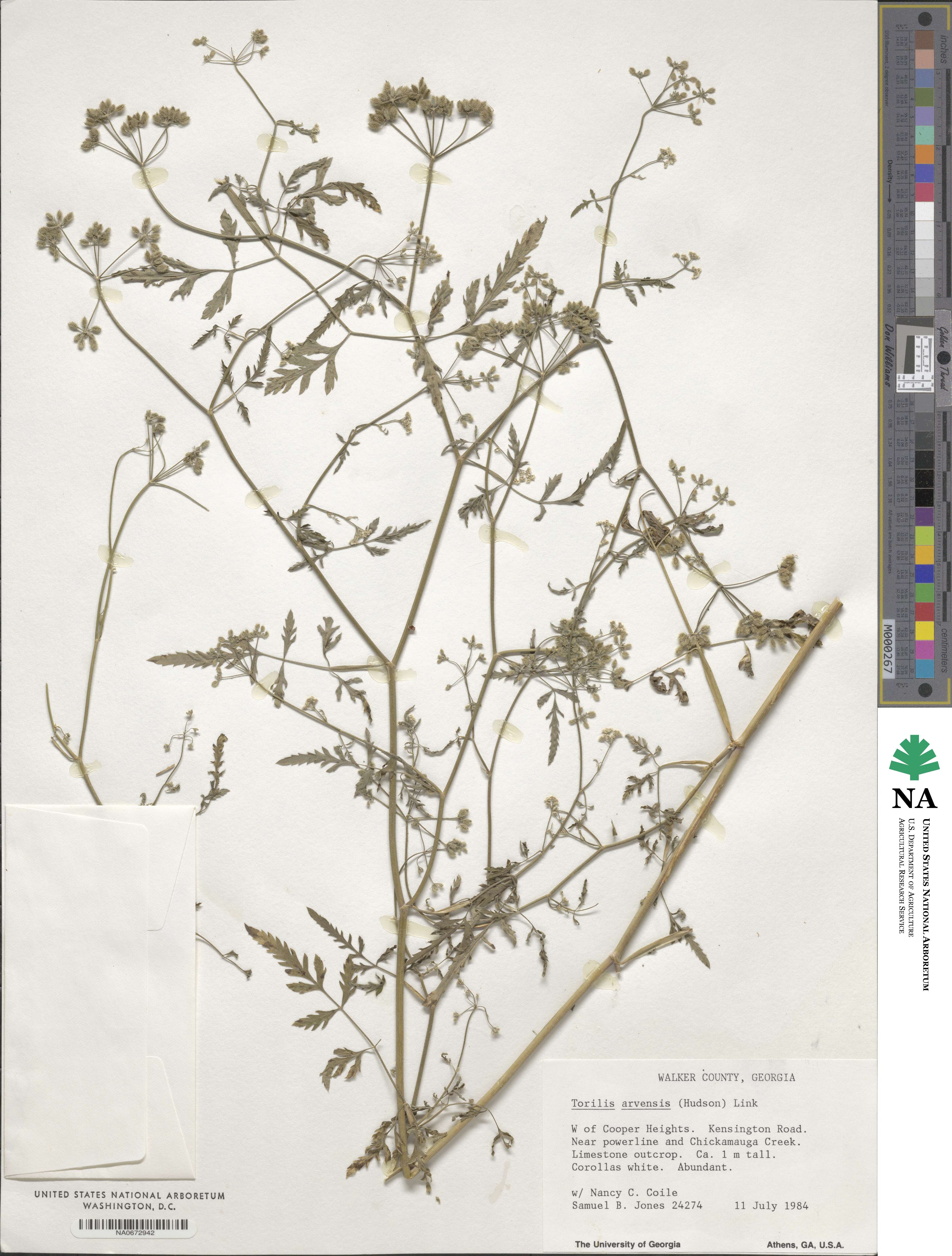 Torilis arvensis image