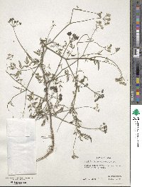 Torilis japonica image