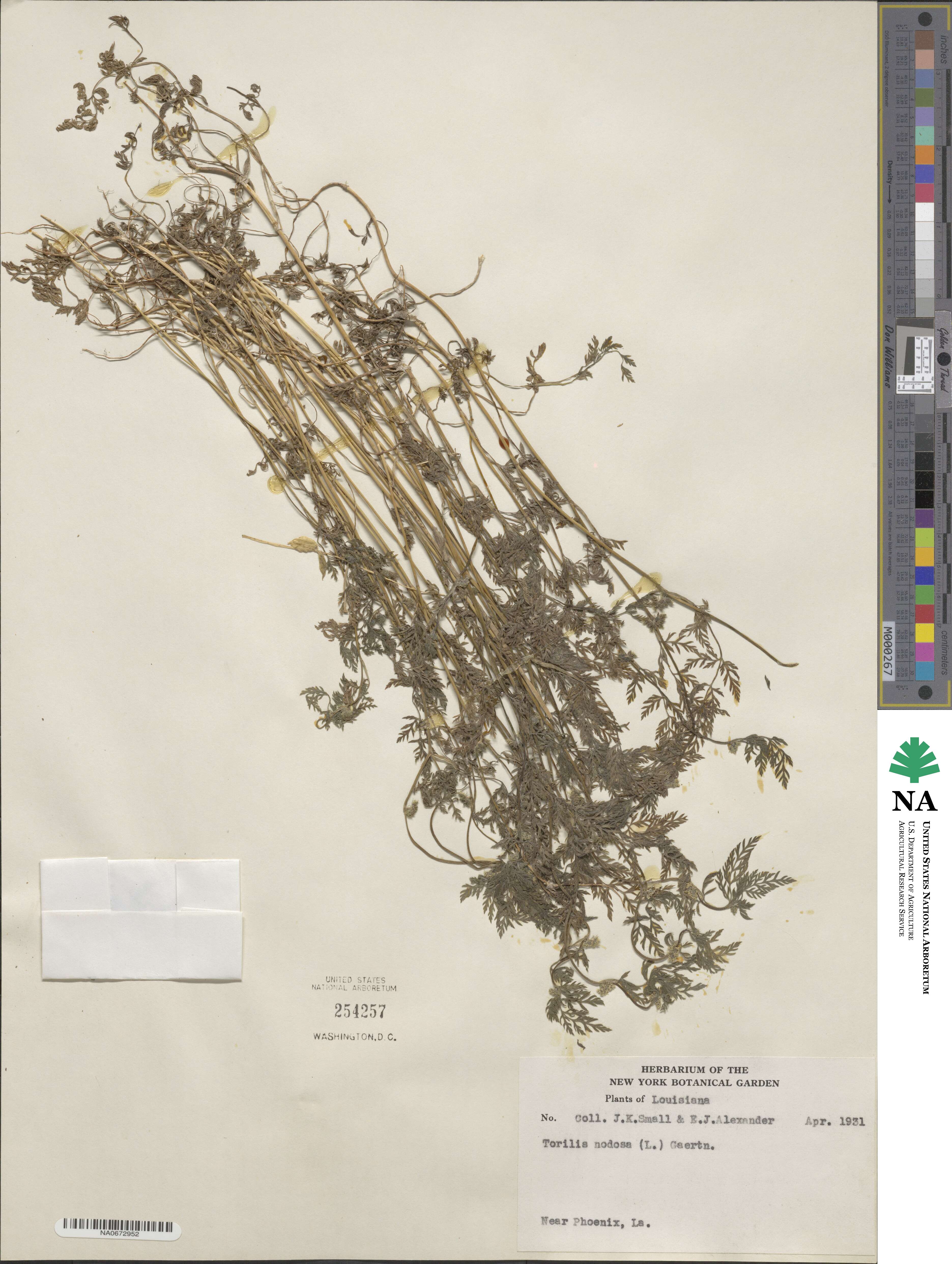 Torilis nodosa image