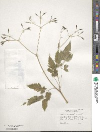 Osmorhiza longistylis image