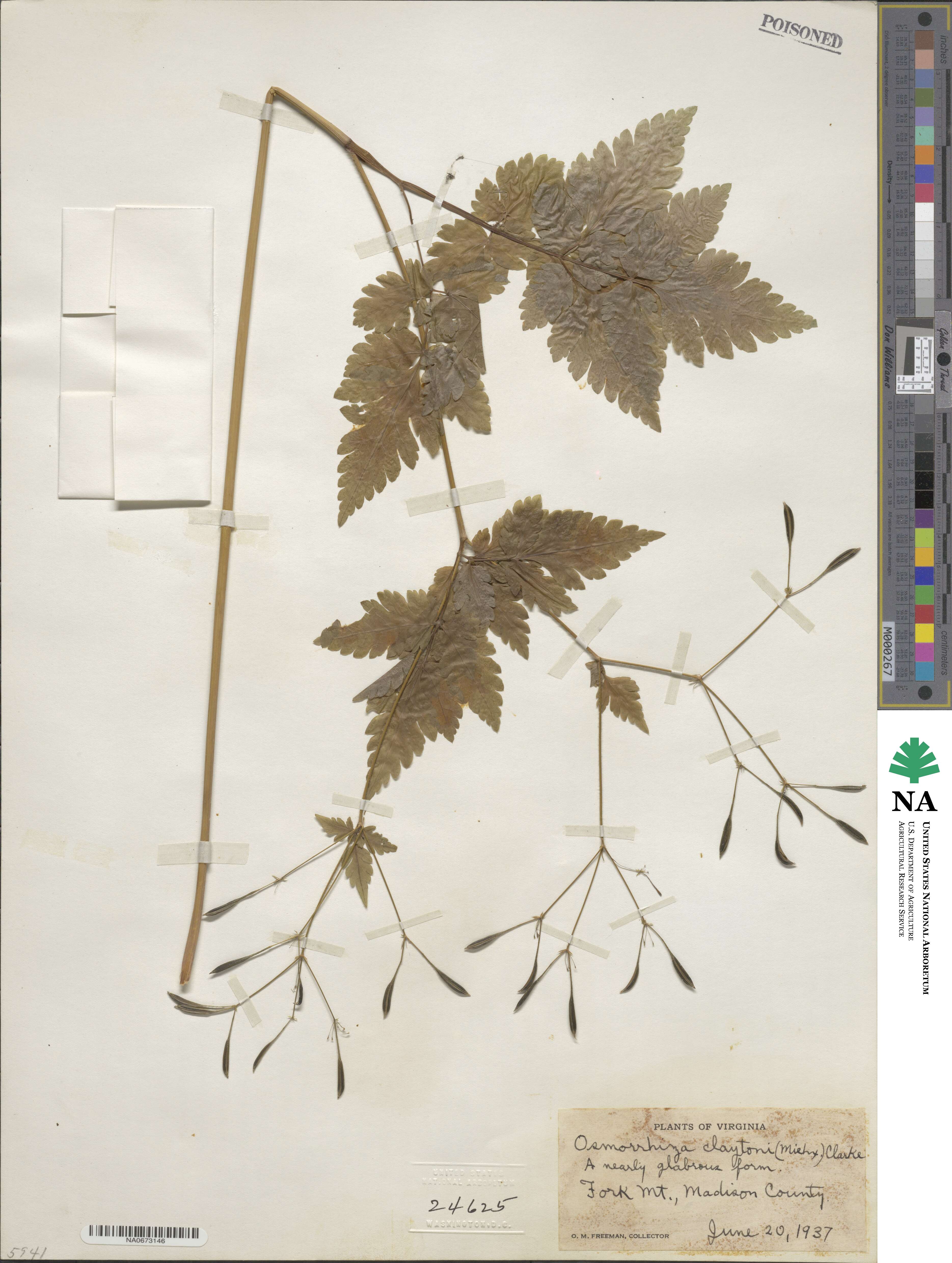 Osmorhiza claytonii image
