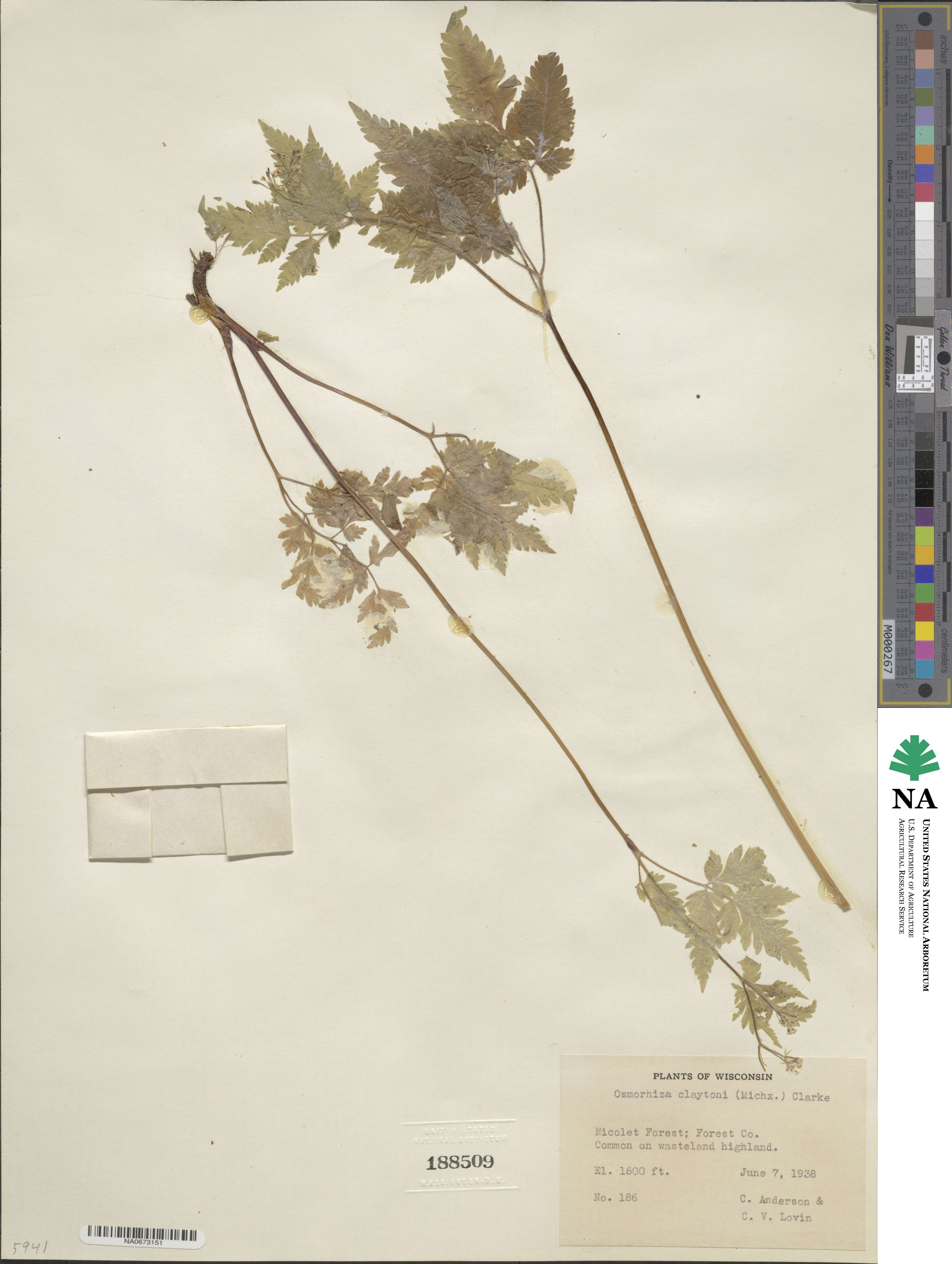 Osmorhiza claytonii image