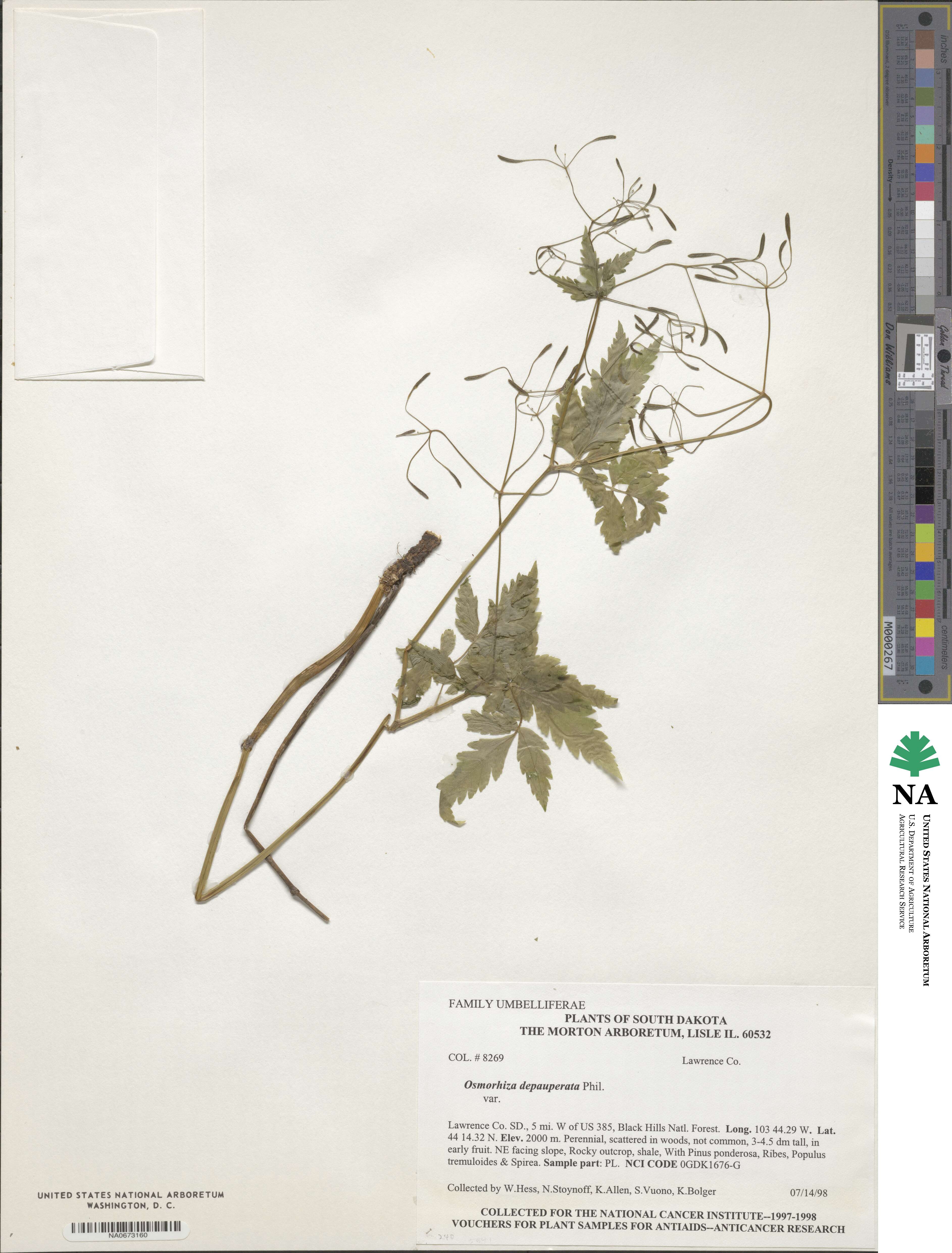 Osmorhiza berteroi image