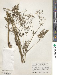 Anthriscus cerefolium image