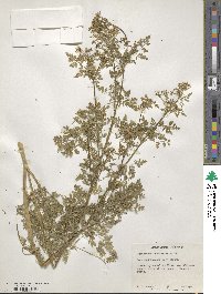 Anthriscus cerefolium image