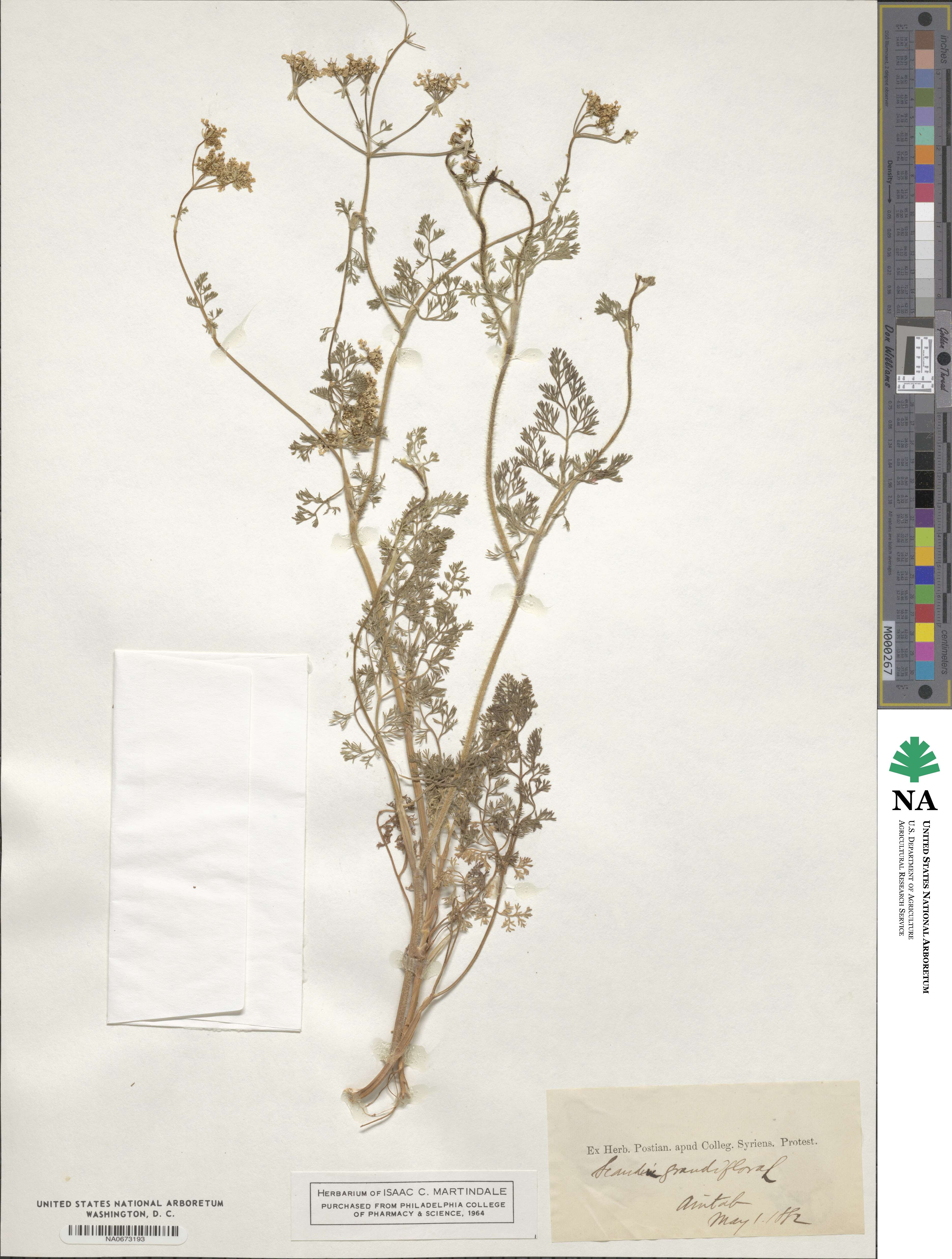 Scandix australis subsp. grandiflora image