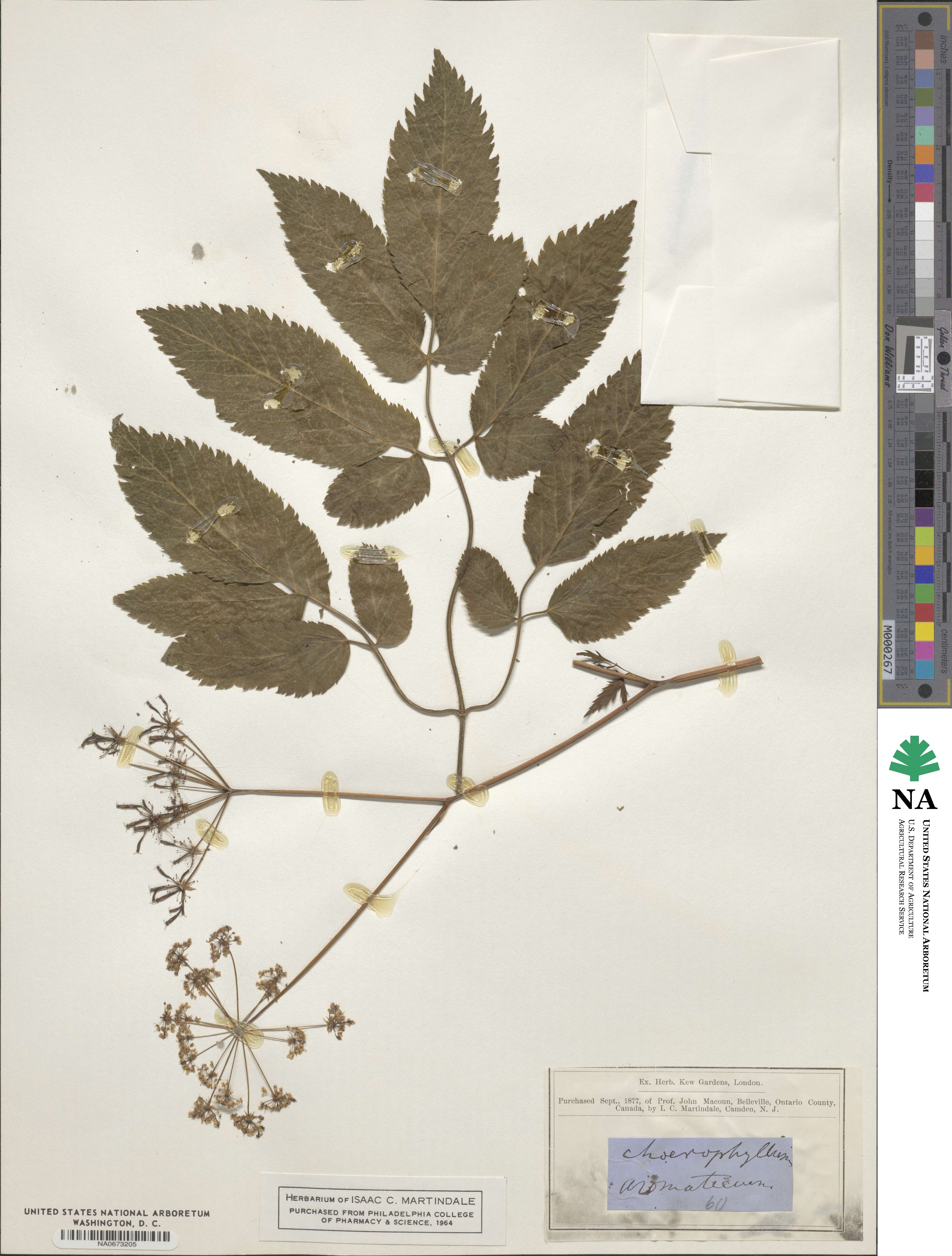 Chaerophyllum aromaticum image