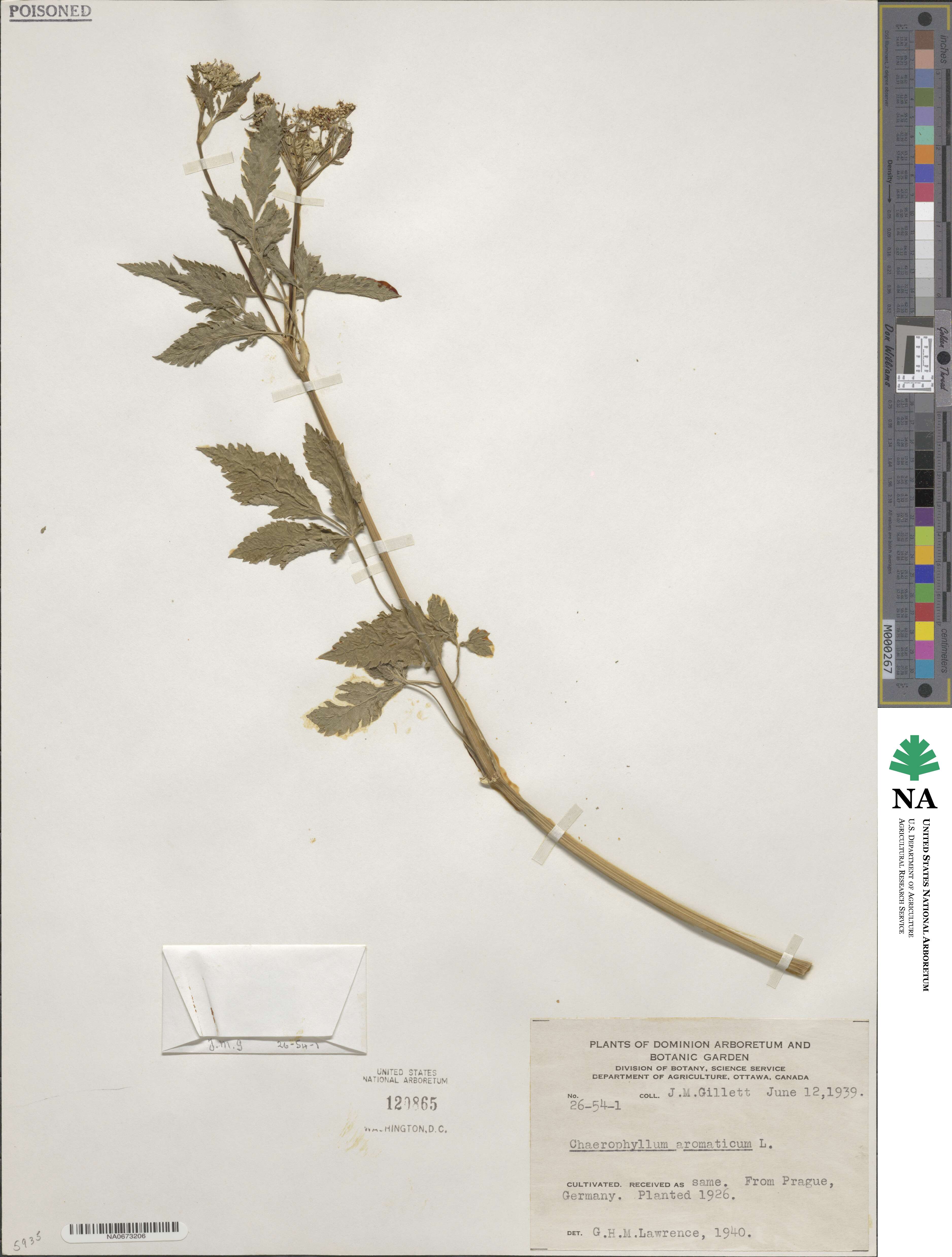 Chaerophyllum aromaticum image