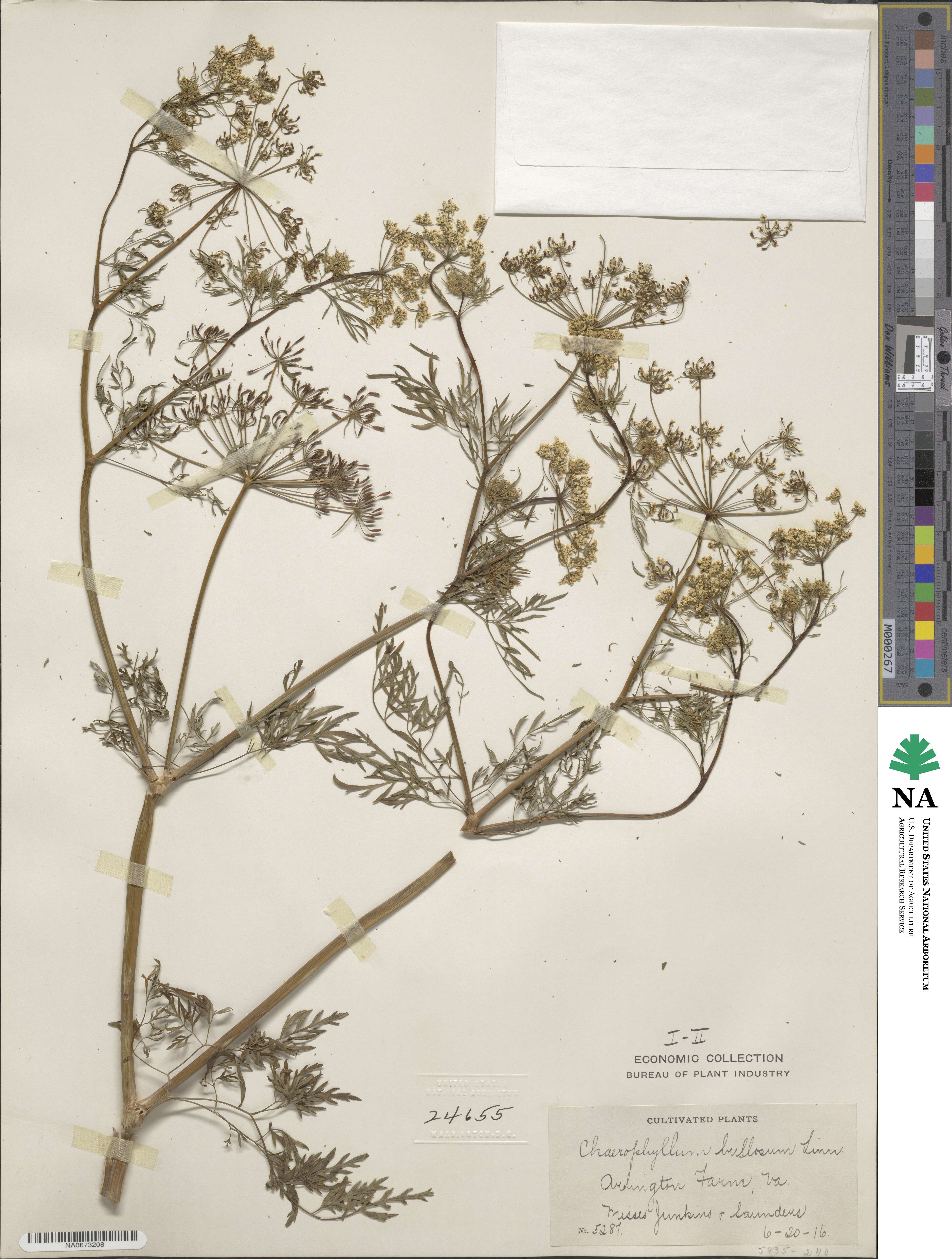 Chaerophyllum bulbosum image