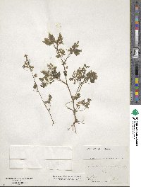 Anthriscus cerefolium image