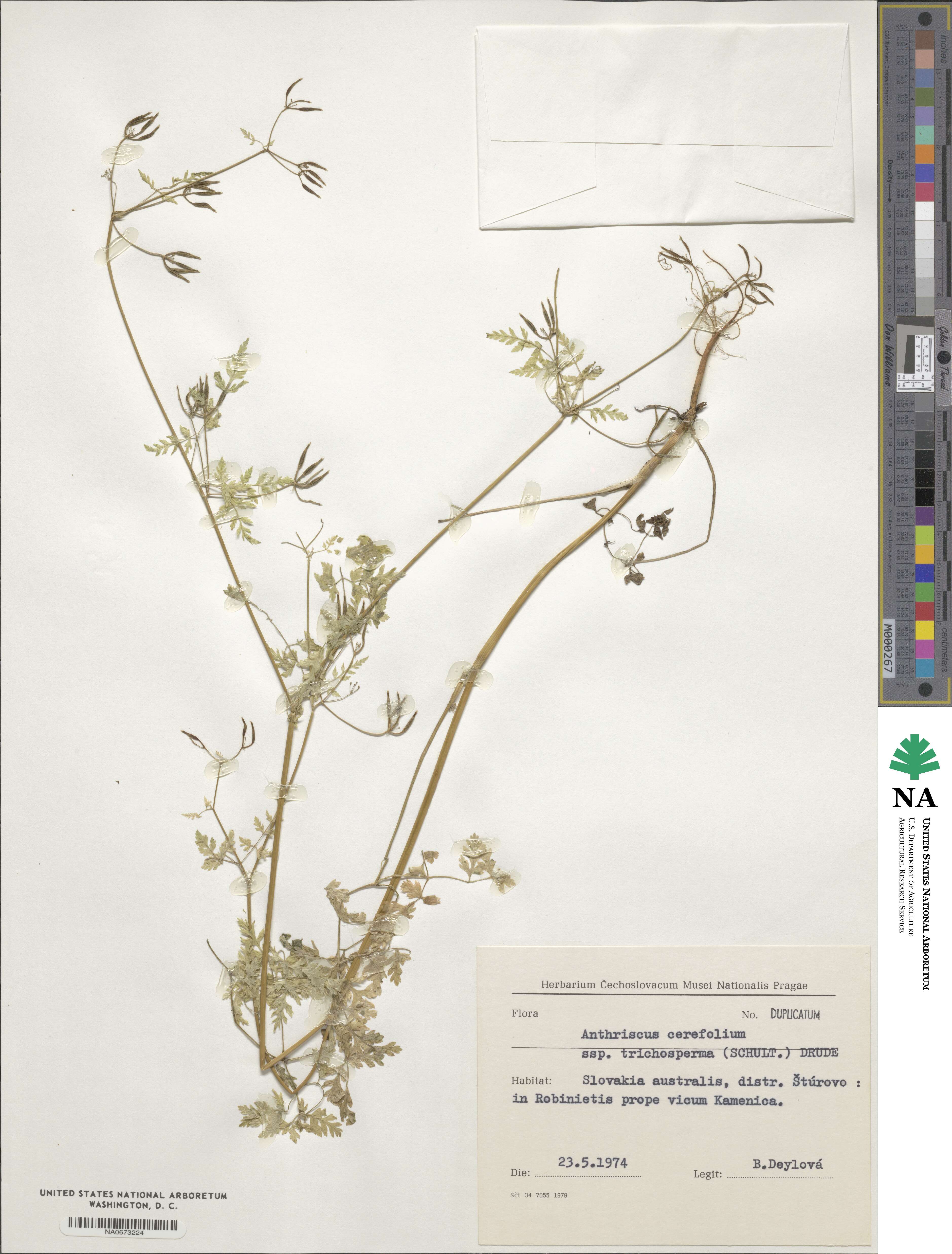 Anthriscus cerefolium var. trachyspermus image