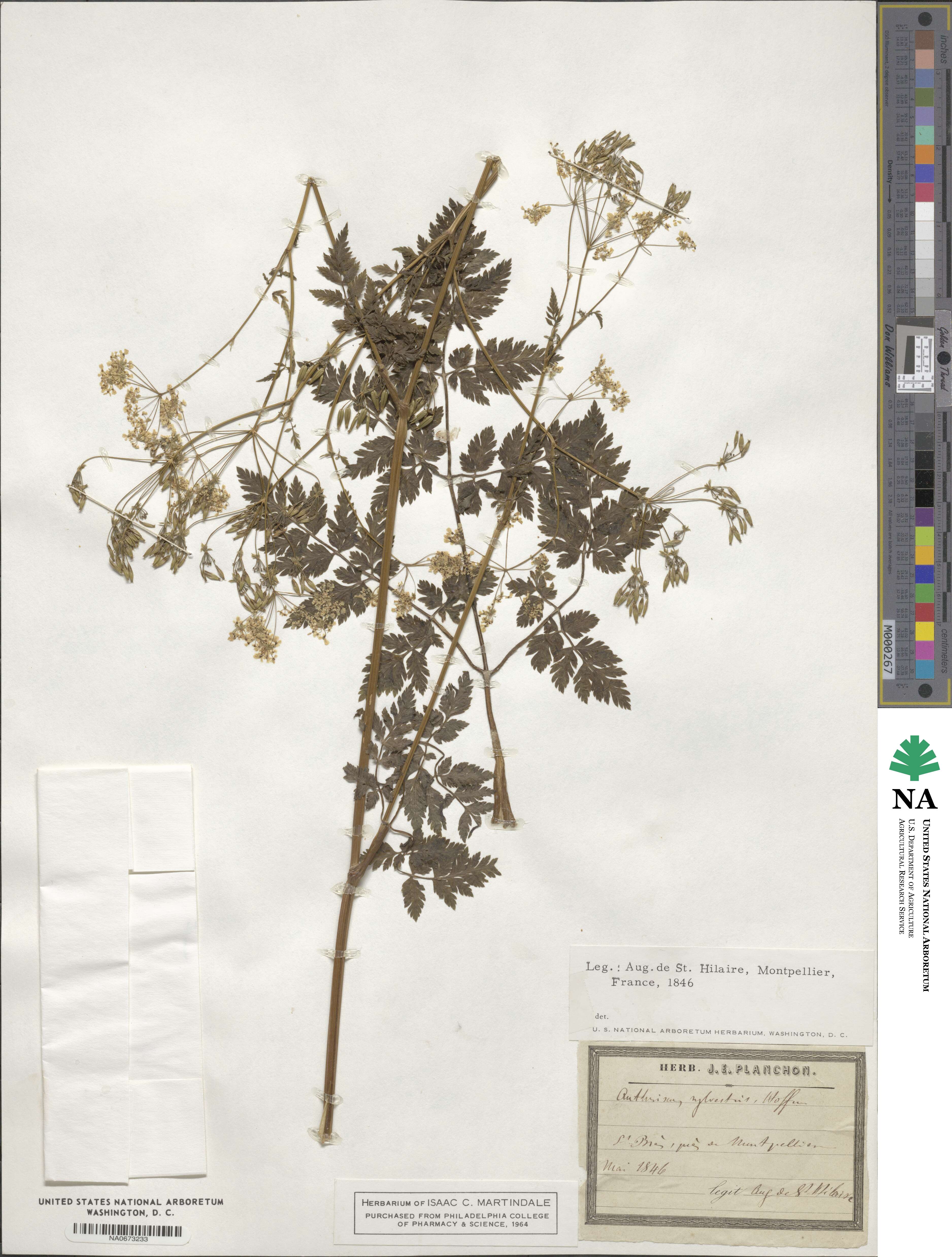 Anthriscus sylvestris image