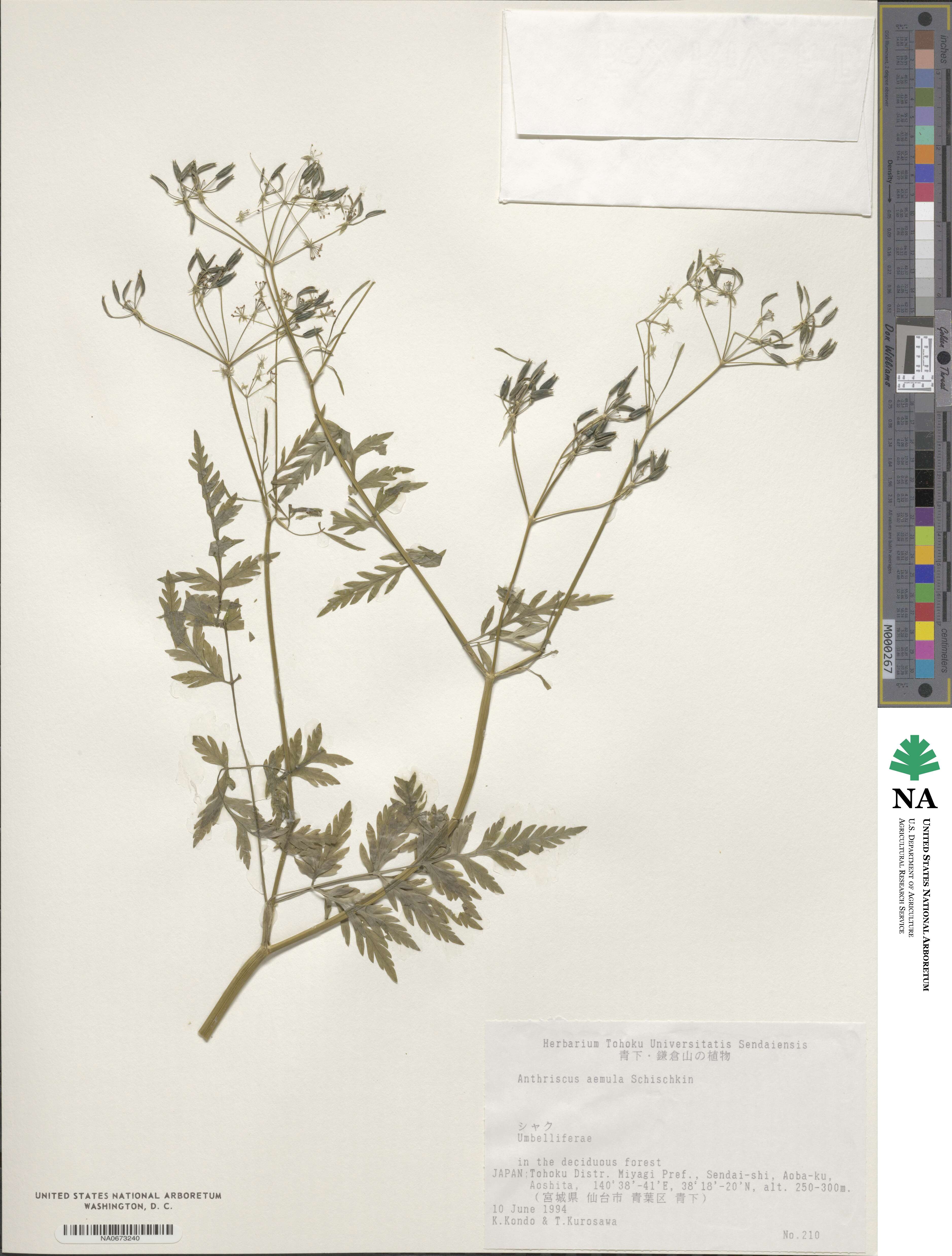 Anthriscus sylvestris subsp. sylvestris image