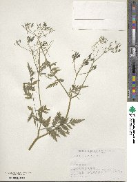 Anthriscus sylvestris subsp. sylvestris image