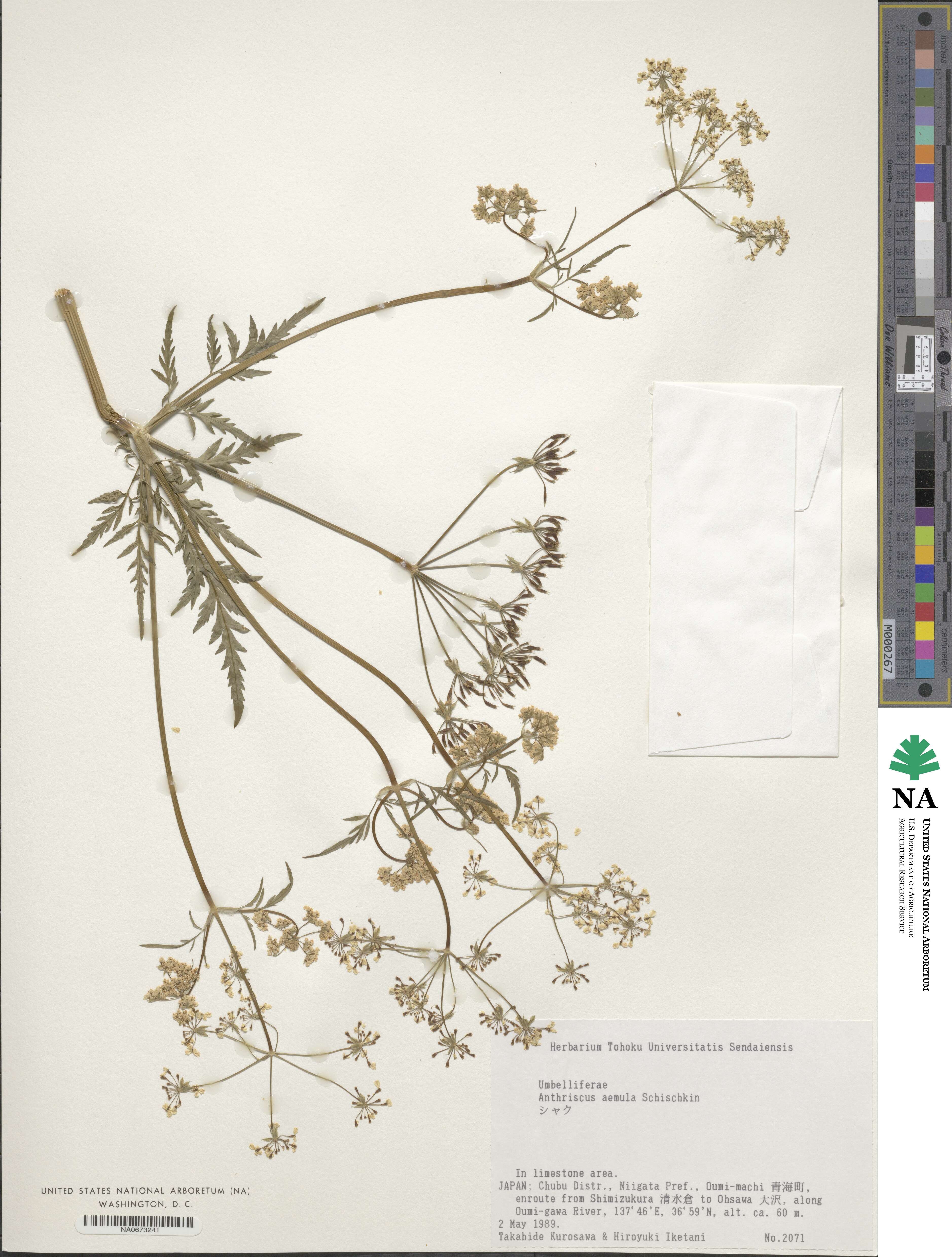 Anthriscus sylvestris subsp. sylvestris image