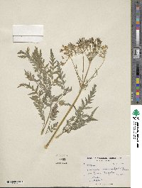 Anthriscus sylvestris subsp. sylvestris image