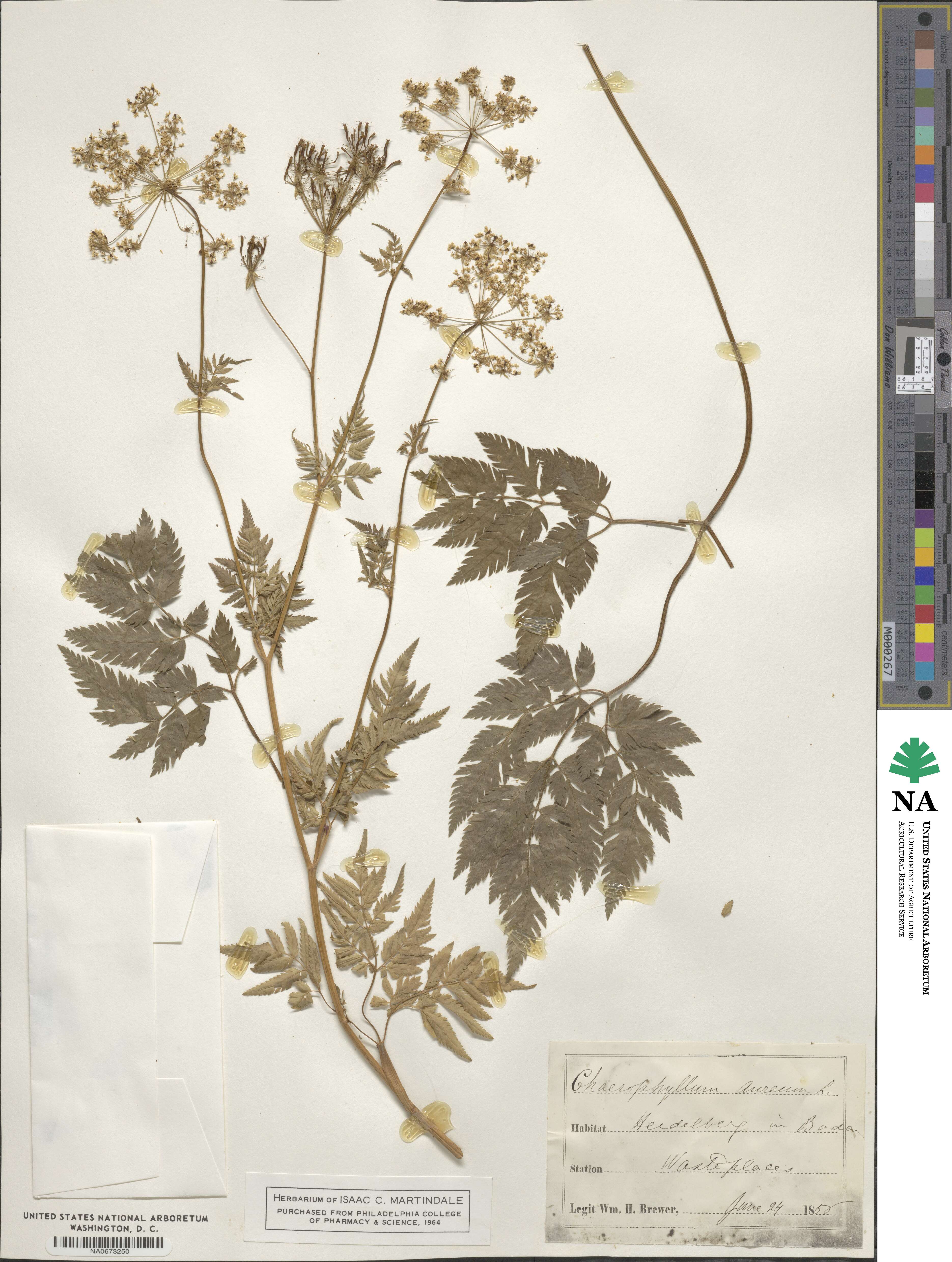 Chaerophyllum aureum image