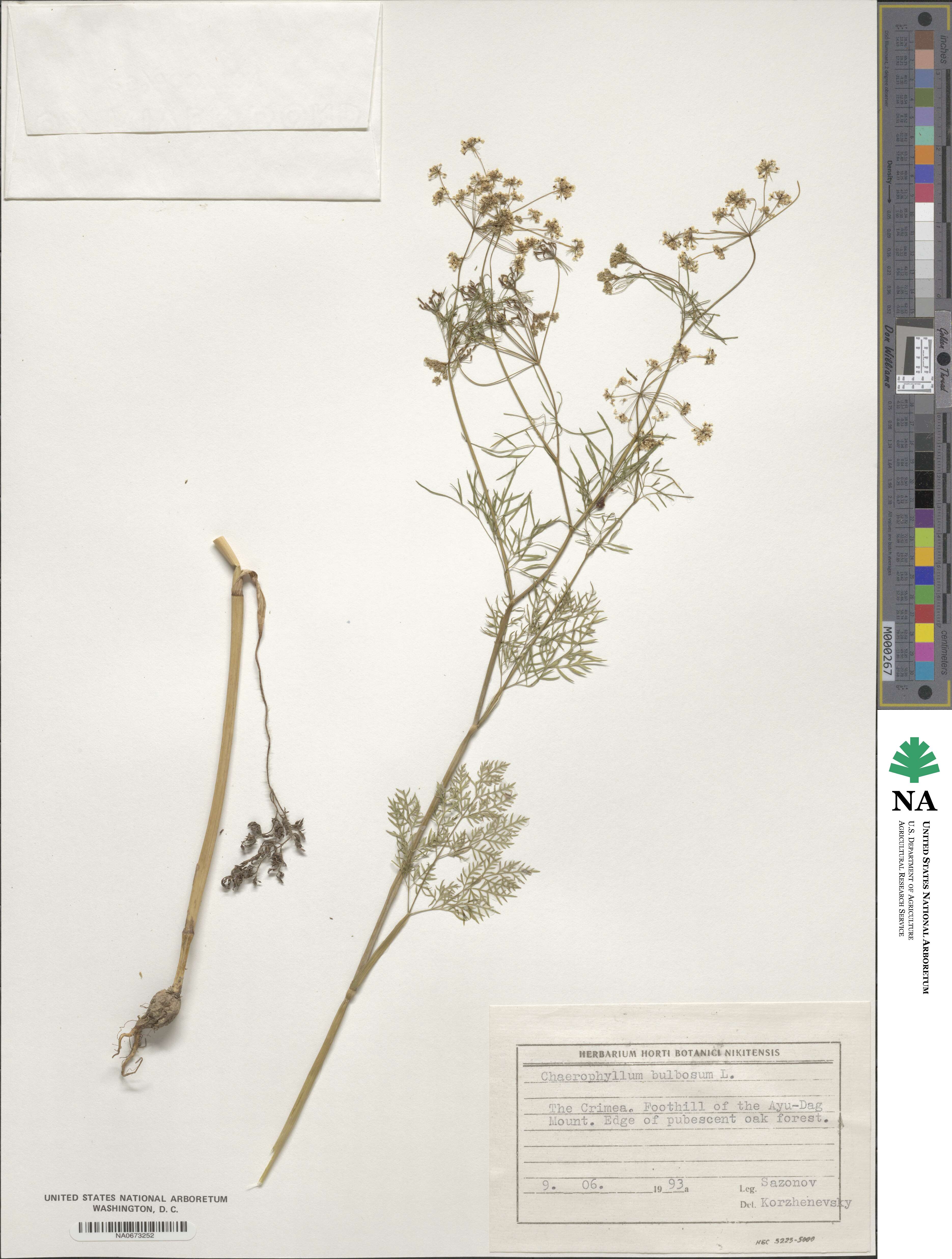 Chaerophyllum bulbosum image