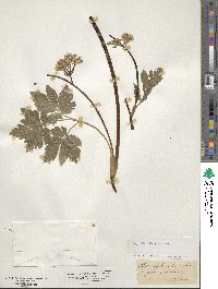 Chaerophyllum hirsutum image