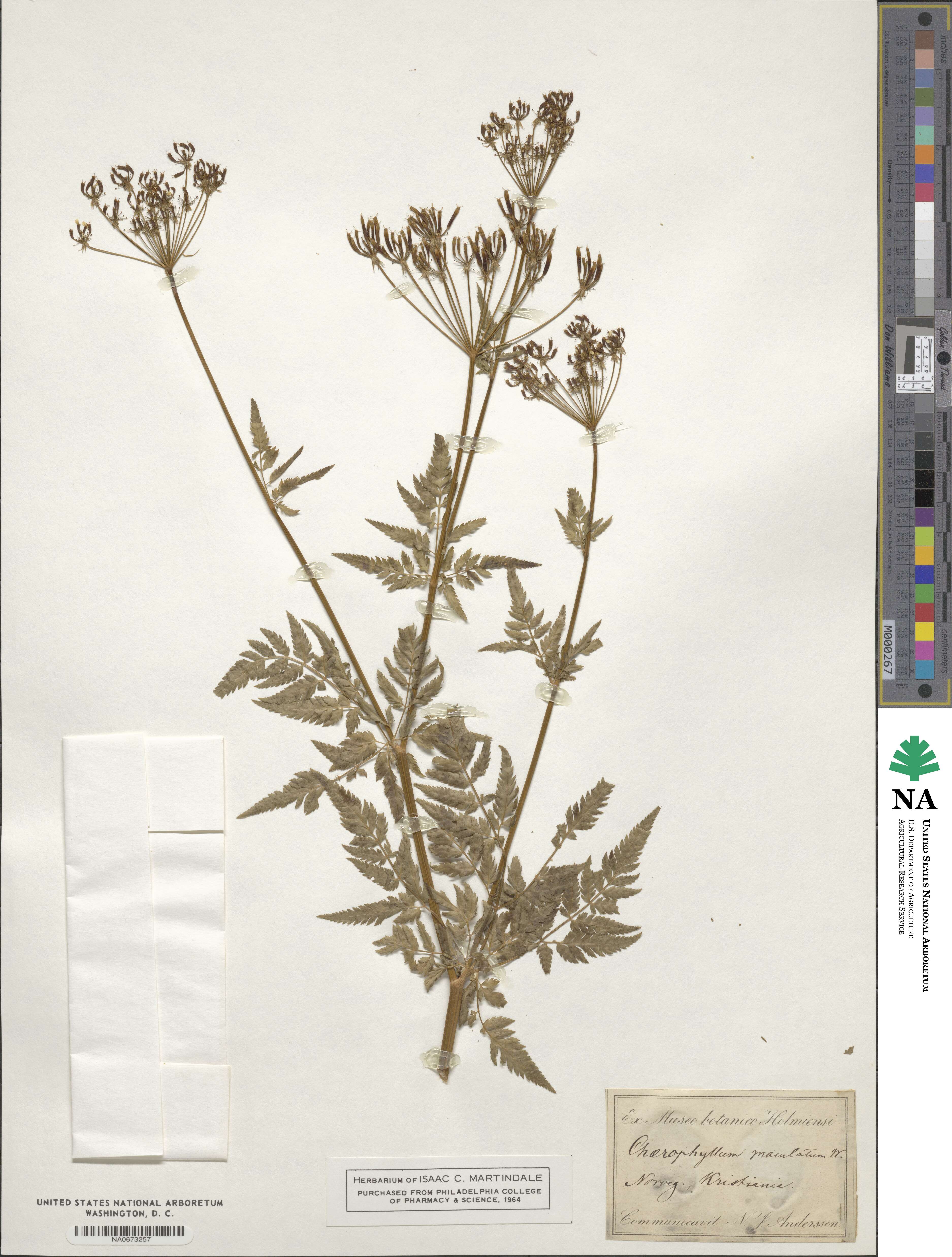 Chaerophyllum aureum image