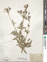 Chaerophyllum aureum image