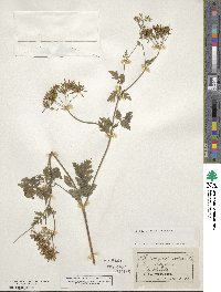 Chaerophyllum nodosum image