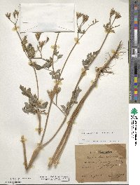 Chaerophyllum nodosum image