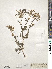 Chaerophyllum hirsutum image