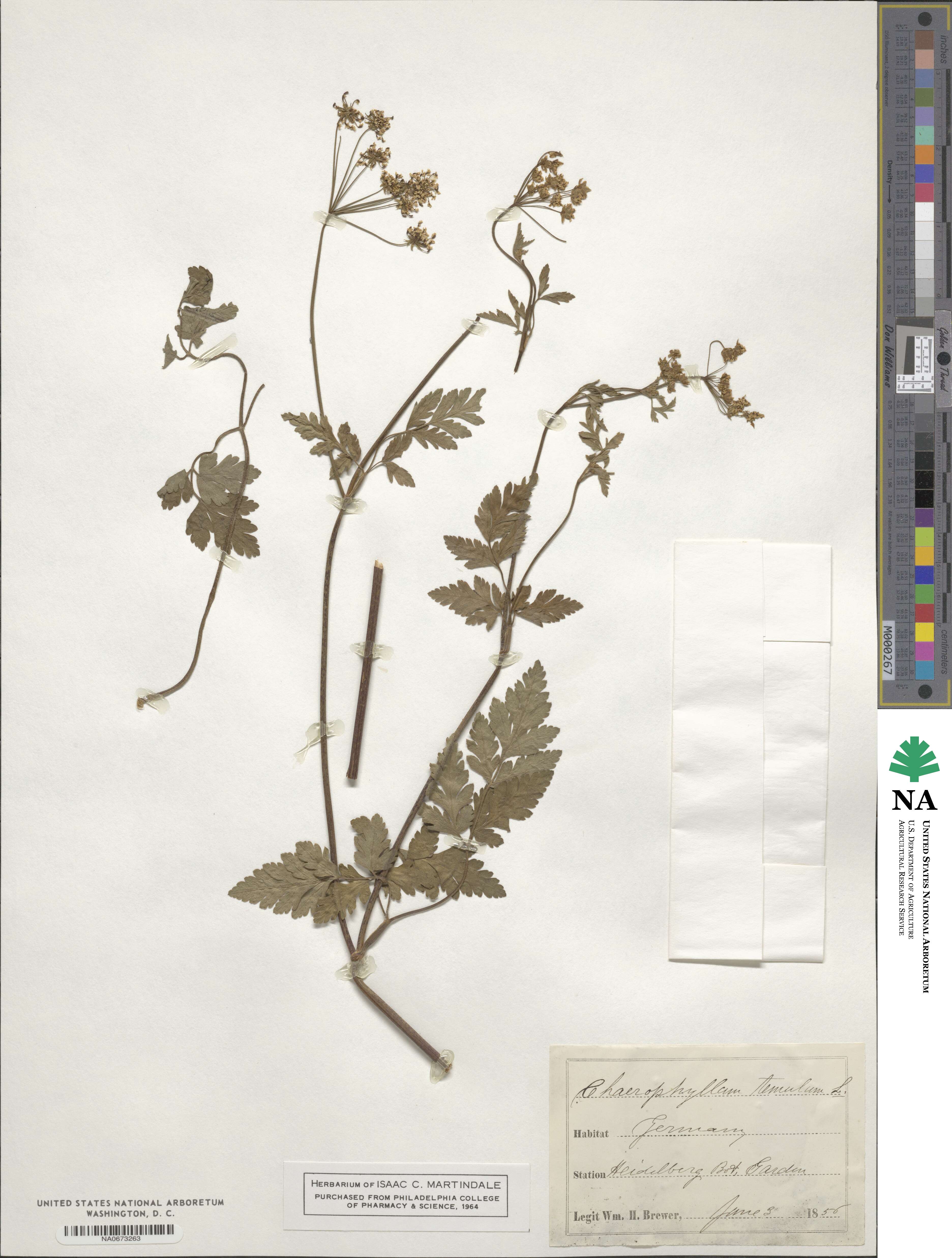 Chaerophyllum temulum image