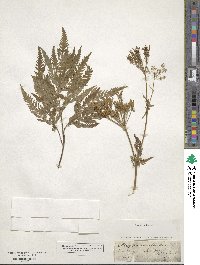 Chaerophyllum temulum image