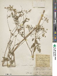 Chaerophyllum reflexum image