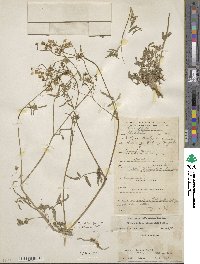 Chaerophyllum reflexum image