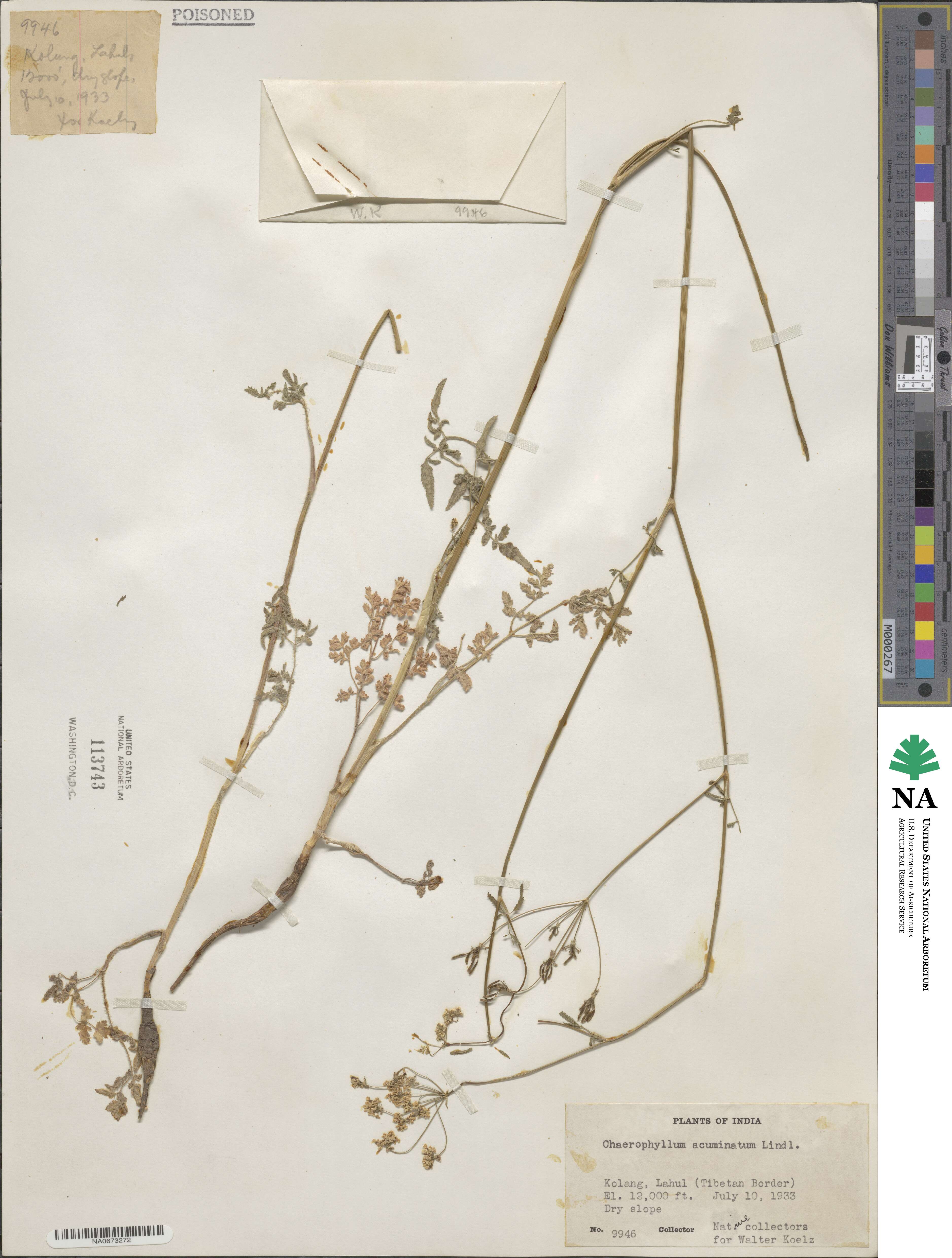 Chaerophyllum reflexum image