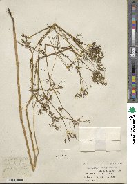 Chaerophyllum reflexum image