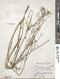 Chaerophyllum villosum image