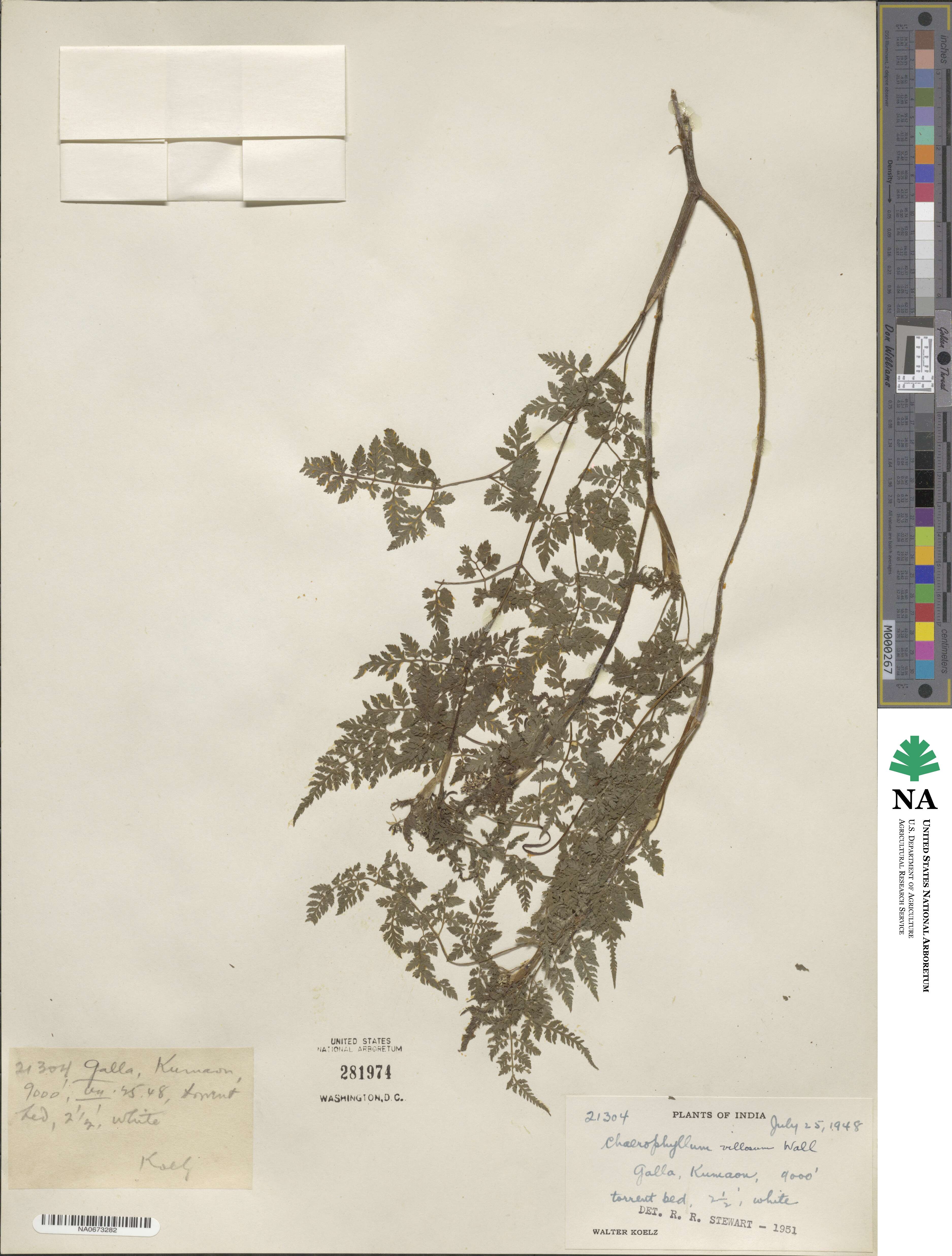 Chaerophyllum villosum image