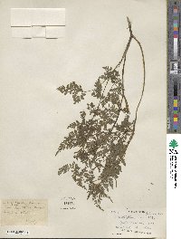 Chaerophyllum villosum image