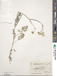 Orlaya grandiflora image