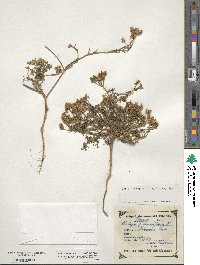 Orlaya grandiflora image