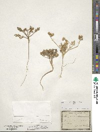 Daucus pumilus image